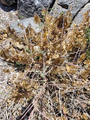 Lessertia frutescens