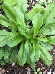 Lactuca virosa
