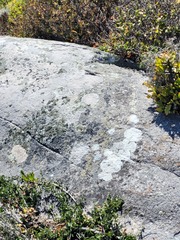 Bradypodion occidentale