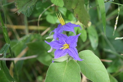 Solanum houstonii