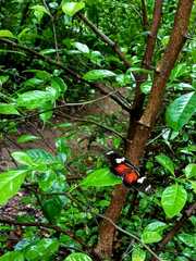 Heliconius doris