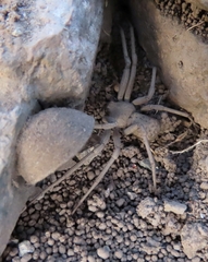 Sicarius thomisoides