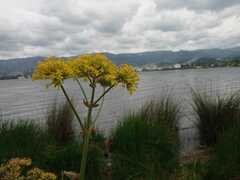 Kalanchoe densiflora
