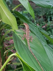 Anolis gaigei