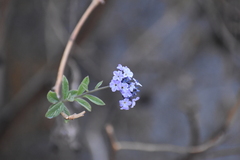 Heliotropium arborescens