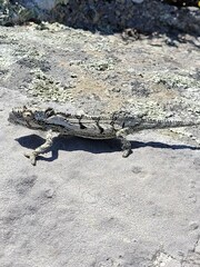 Bradypodion occidentale