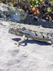 Bradypodion occidentale