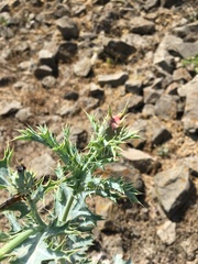 Argemone subfusiformis