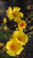 Balbisia peduncularis
