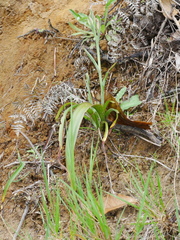 Thelymitra longifolia
