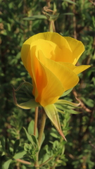 Balbisia peduncularis