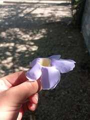 Thunbergia