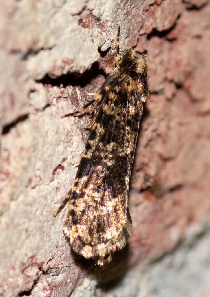 Montescardia fuscofasciella