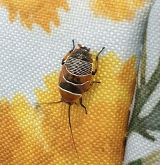 Ellipsidion humerale