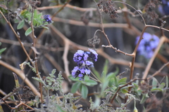 Heliotropium arborescens