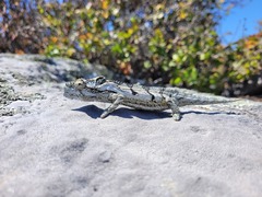 Bradypodion occidentale