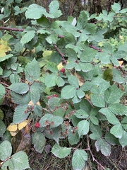 Rubus bifrons