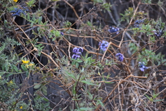 Heliotropium arborescens