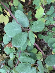 Rubus bifrons