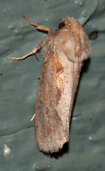 Acrolophus plumifrontella