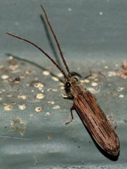 Tenomerga cinerea