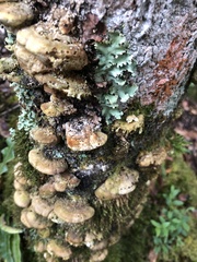 Trametes cubensis