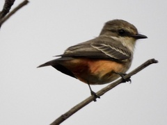 Pyrocephalus rubinus