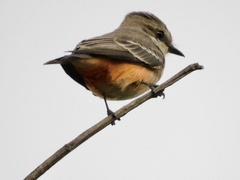 Pyrocephalus rubinus