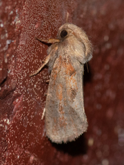 Acrolophus plumifrontella