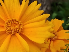 Coreopsis grandiflora