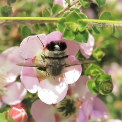 Meomyia
