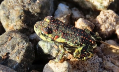 Rhinella atacamensis
