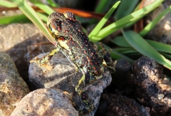 Rhinella atacamensis