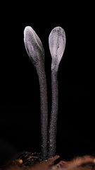 Trichoglossum
