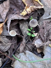 Mycena leptocephala