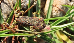 Rhinella atacamensis