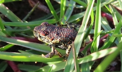 Rhinella atacamensis