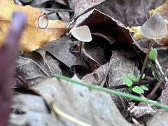 Mycena leptocephala