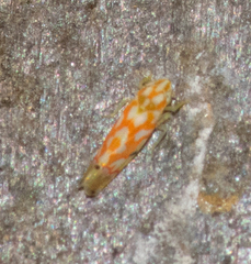 Erythroneura