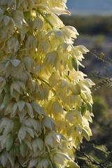 Yucca filifera