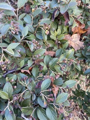 Cotoneaster