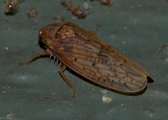 Ponana rubida