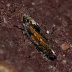Scaphoideus