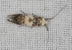 Leptozestis harmosta