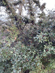 Cotoneaster
