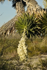Yucca filifera