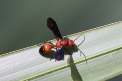 Sphaeropthalma boweri