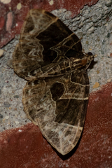 Gandaritis atricolorata