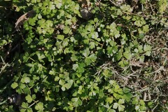 Apium prostratum filiforme