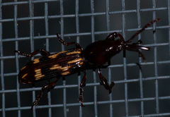 Arrhenodes minutus